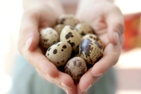 Перепелиные яйца в руках